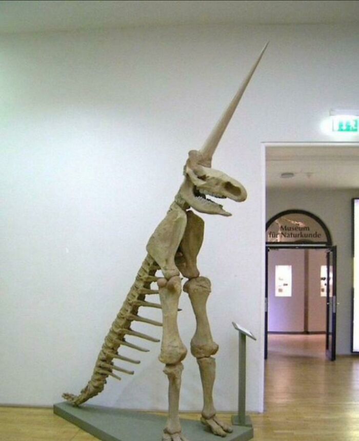 Nuevo dinosaurio descubierto