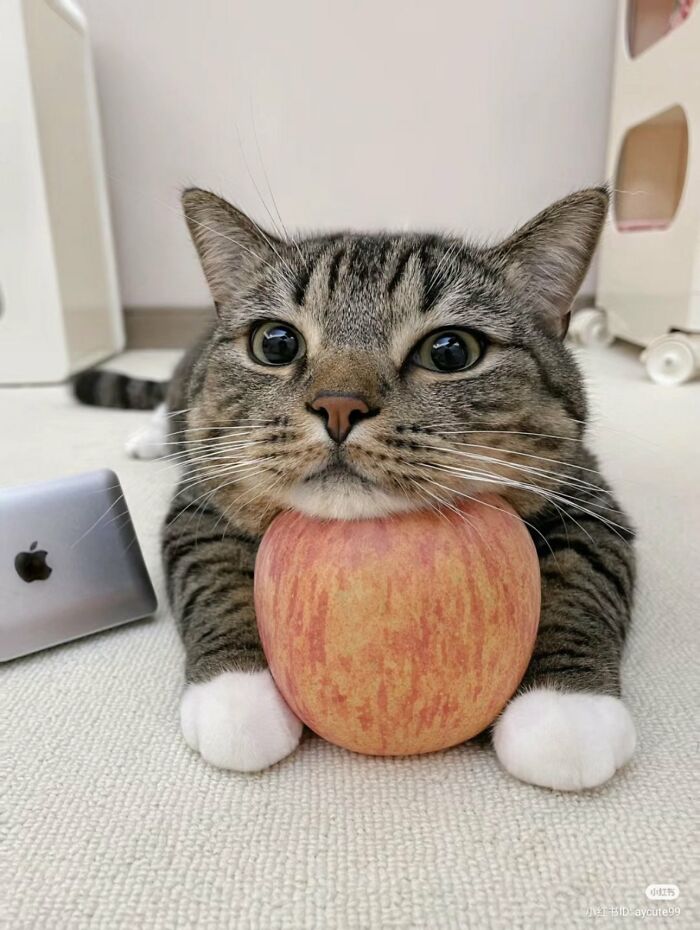 50 Hilarious And Adorable Cat Memes That Prove Why The Internet Loves Them So Much (New Pics)