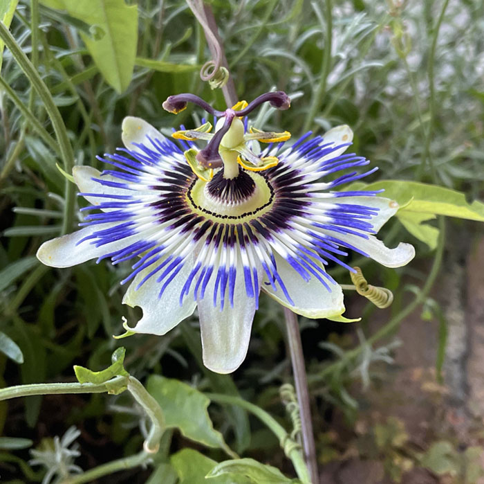 Flor De La Pasión