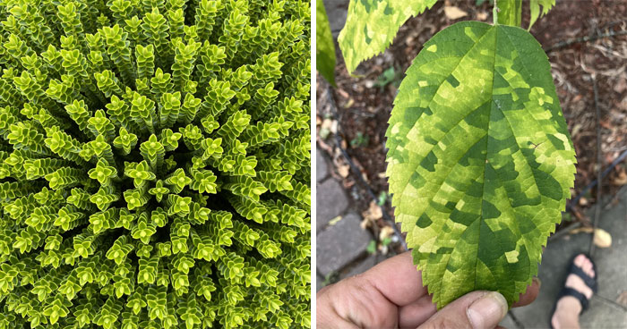 42 Plantas fascinantes que cuesta creer que existan (nuevas fotos)