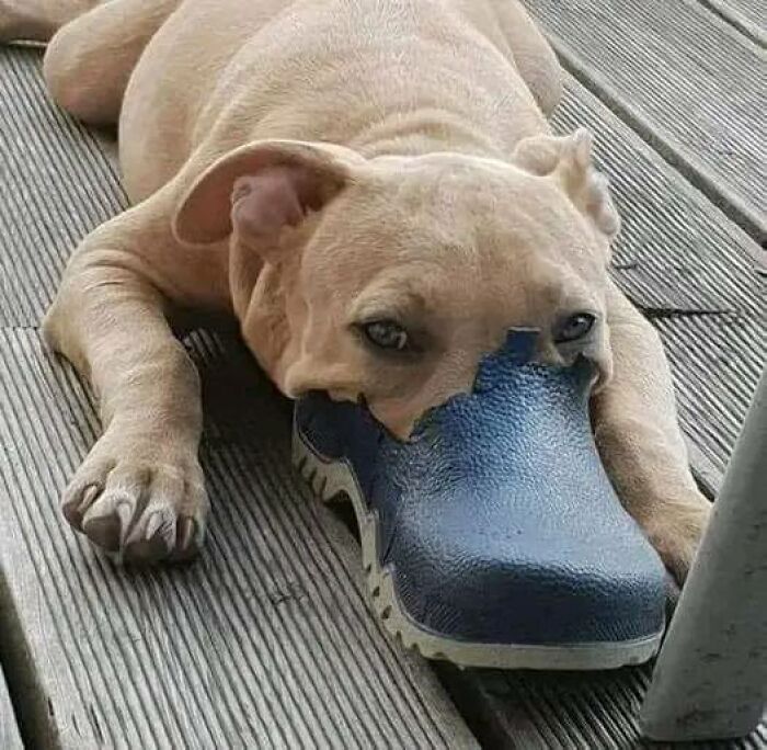 Un extraño pitbull ornitorrinco
