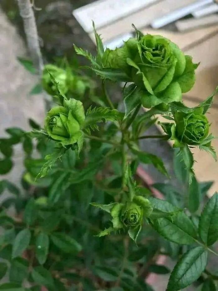 Las rosas verdes existen, son especiales y muy antiguas