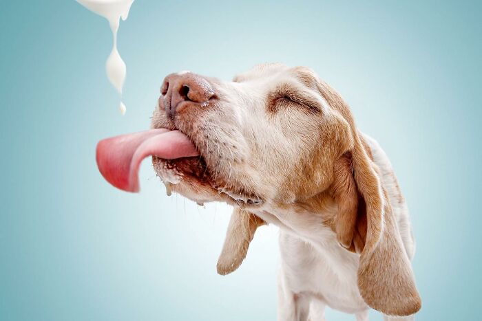 40 Of The Best All Time Images From The International Dog Photography Awards