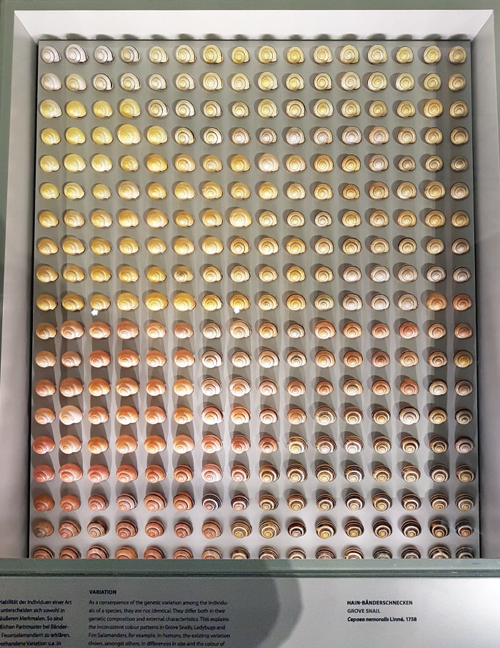 La forma en que este museo dispuso las conchas de caracol para demostrar la variación de colores