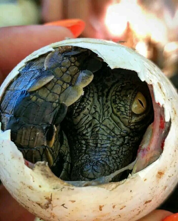 Cocodrilo del Nilo rompiendo el cascarón