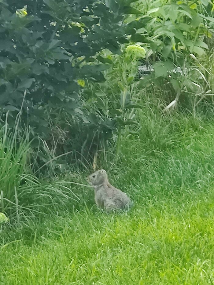 Hay un conejo sin orejas en mi jardín