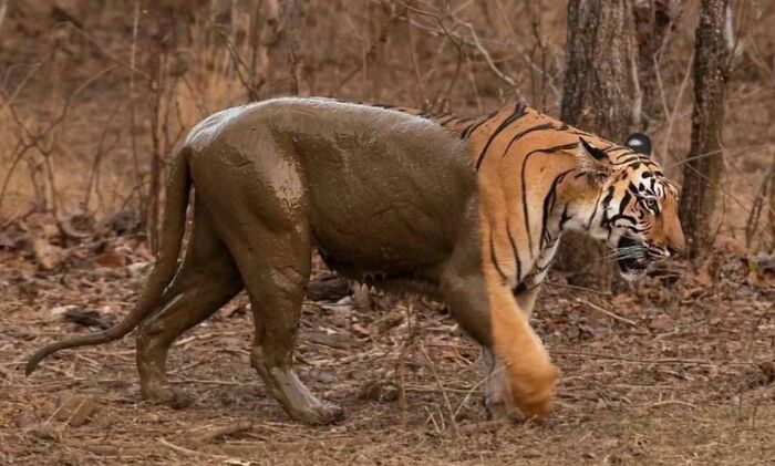 Tigre tras un baño de barro