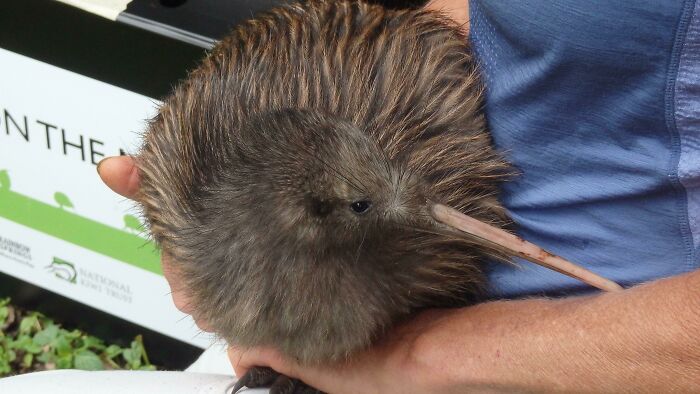 Acaricié un kiwi antes de que lo soltaran en la naturaleza