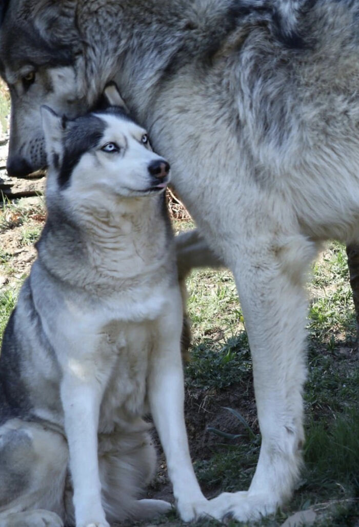 Dos perros husky con un tamaño extremadamente grande que muestra por qué cosas muy grandes pueden ser aterradoras.