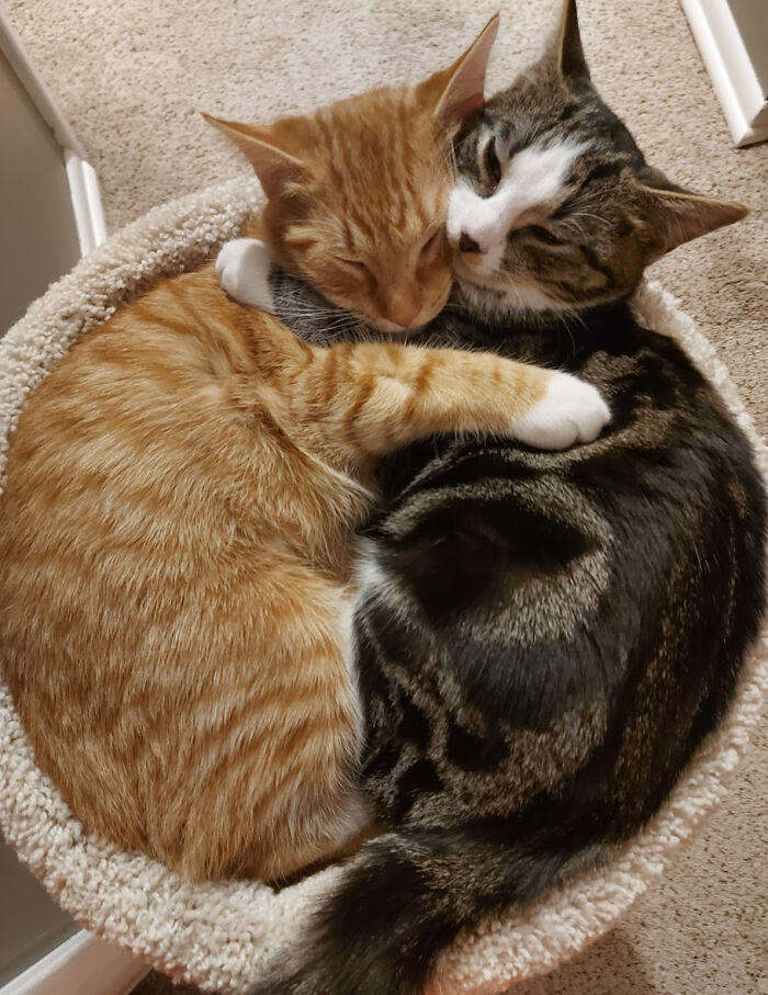 El refugio estableció una regla según la cual estos hermanos debían ser adoptados juntos porque eran inseparables. Duermen así todas las noches