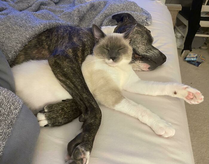 Mi gatito rescatado se ha hecho amigo de mi perro y eso me derrite el corazón ❤️