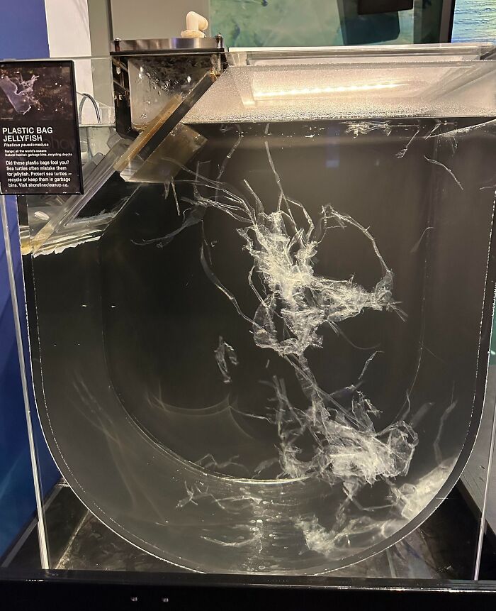 Medusa Bolsa de plástico en el Aquarium de Vancouver