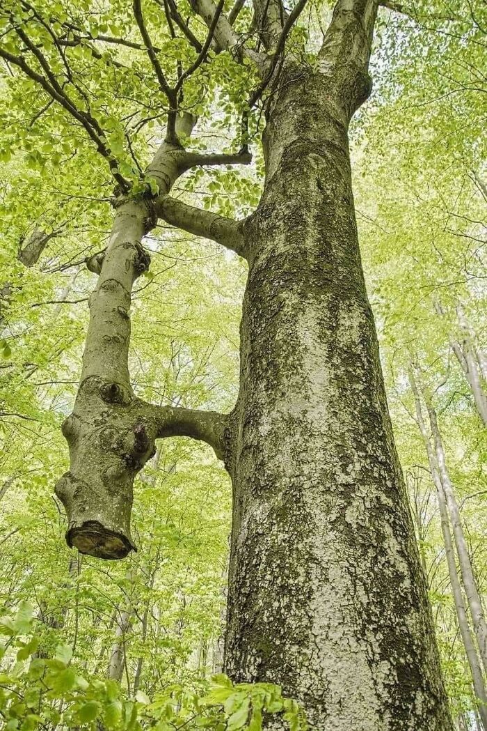 Árbol con ramas inusuales en un bosque verde, demostrando la sorpresa de la naturaleza.