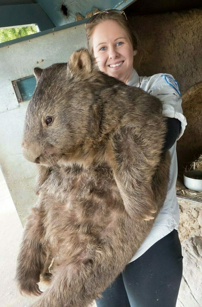No sabía que los tejones australianos podían ser tan grandes