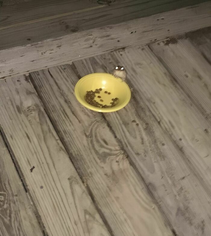 Cada día, una rana viene a casa de esta persona y se come la comida de su gato