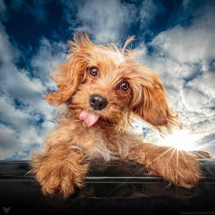 40 Of The Best All Time Images From The International Dog Photography Awards