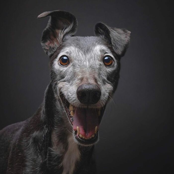 40 Of The Best All Time Images From The International Dog Photography Awards