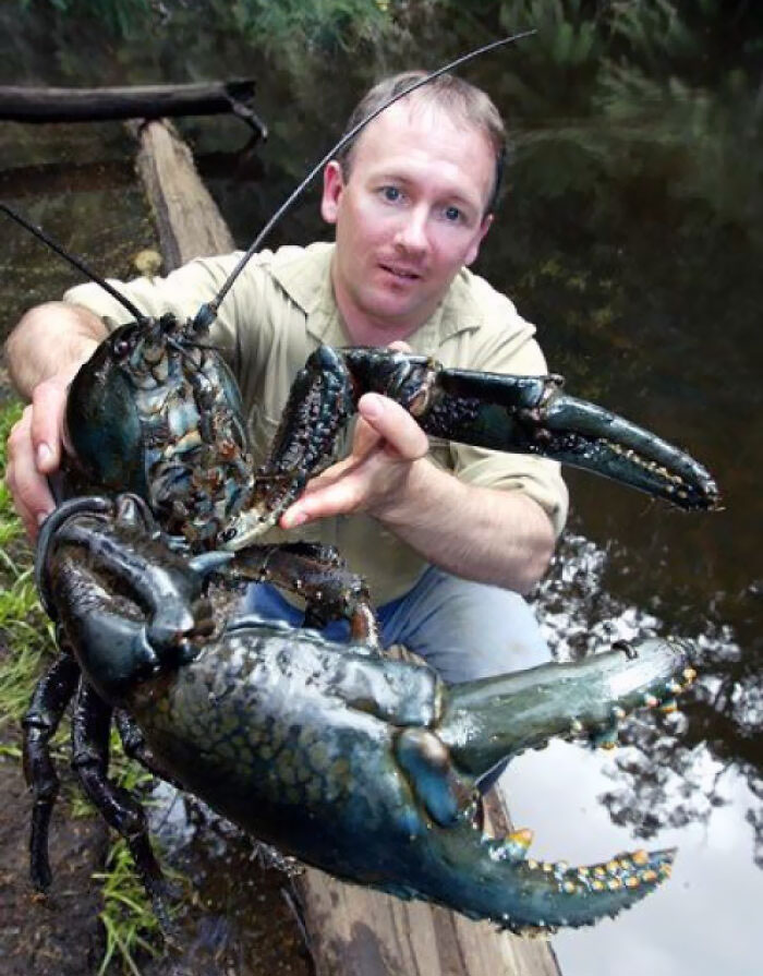 La langosta gigante de Tasmania es el invertebrado de agua dulce más grande del mundo.