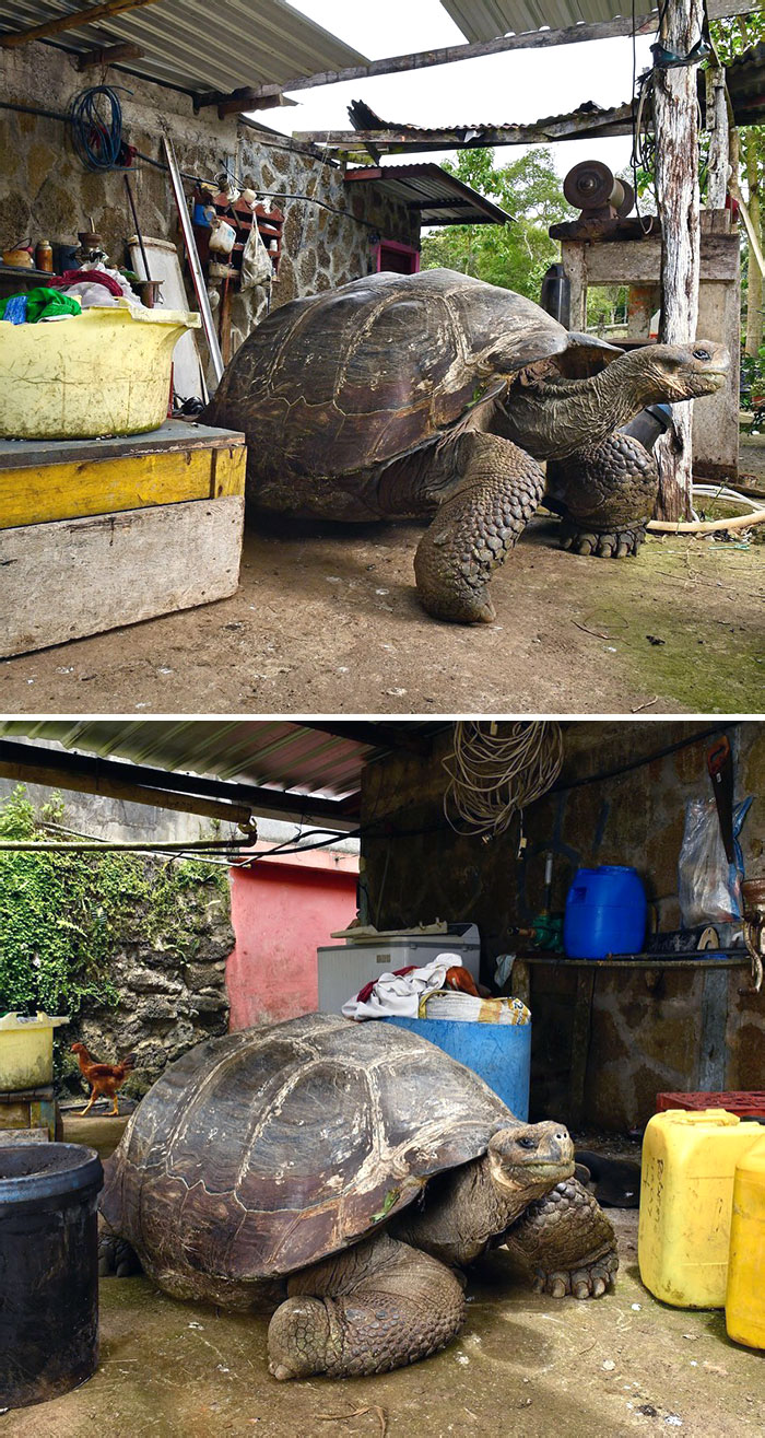 Unidad absoluta de tortuga terrestre