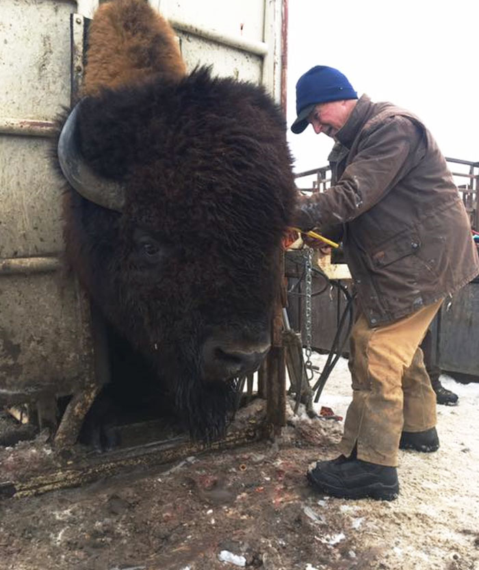 Los veterinarios marcan y analizan la sangre de este enorme bisonte antes de exportarlo de Canadá a EE.UU. Es fácil ver cómo los bisontes machos pueden pesar casi una tonelada