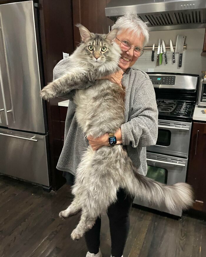 A este gato aún le quedan 2 años de crecimiento
