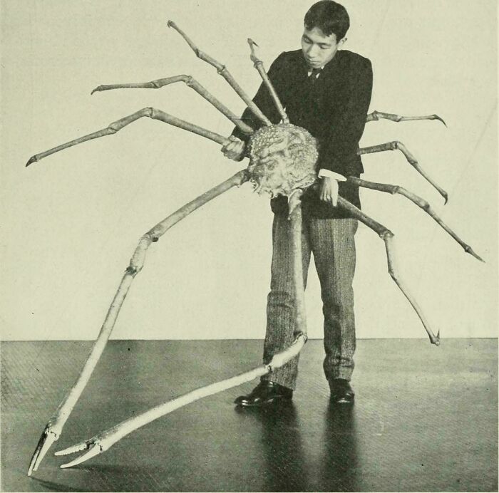 Hombre sosteniendo una enorme araña gigante que muestra lo aterrador que pueden ser las cosas extremadamente grandes.