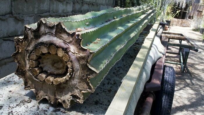 Interior de un cactus saguaro