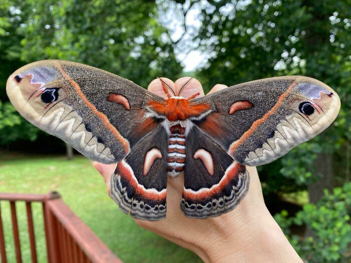 La polilla cecropia, la más grande de Norteamérica, tiene una envergadura de 13-18 cm.