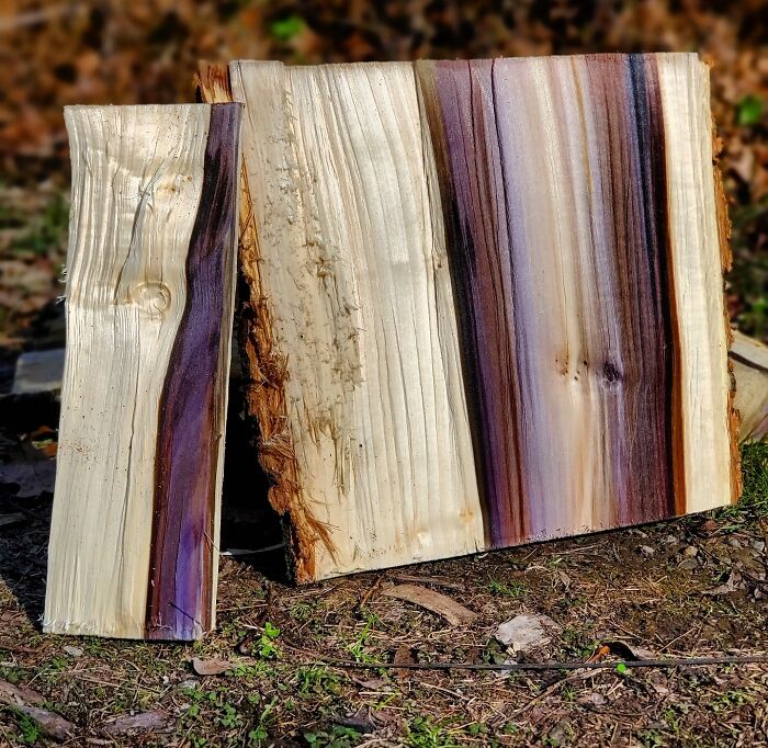 Bellos colores en el interior de un trozo de madera
