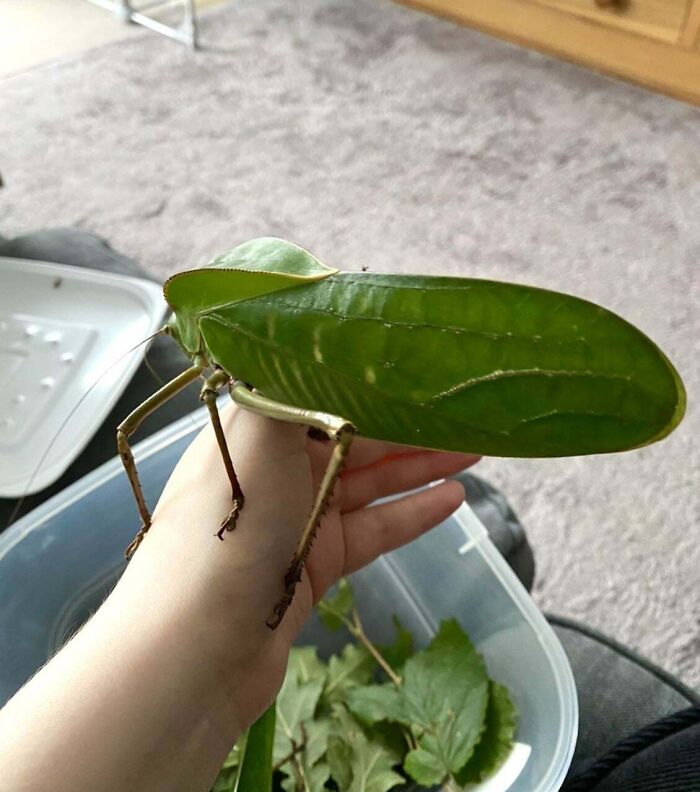 Siliquofera grandis, saltamontes longicornio gigante