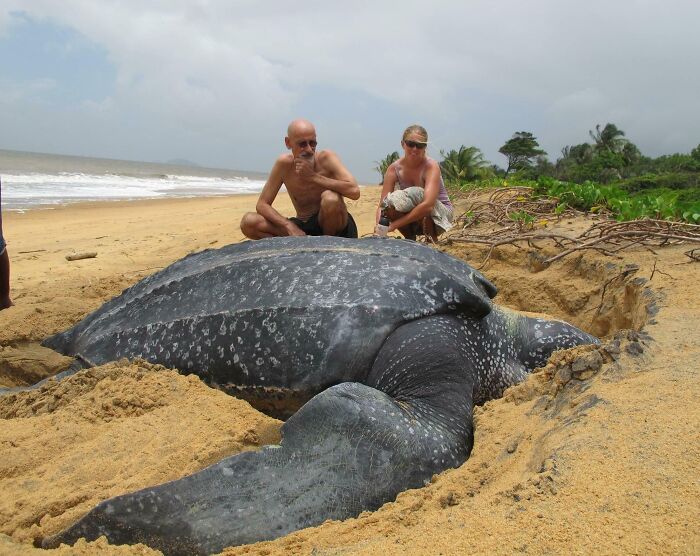 Tortuga laúd