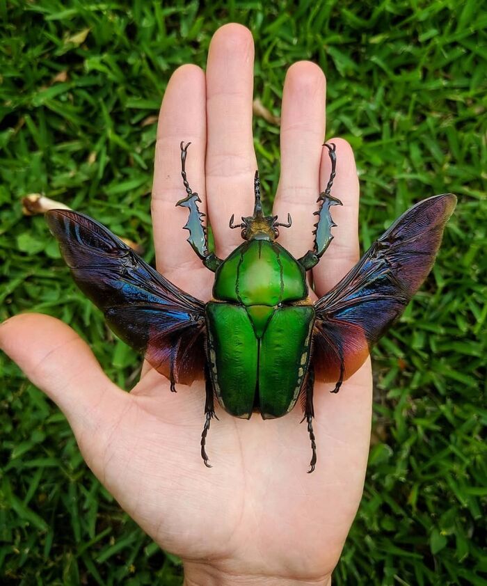 Mecynorhina Torquata, uno de los más grandes escarabajos de las flores