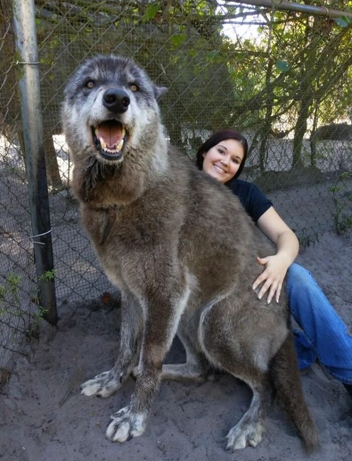 87,5% Lobo gris, 8,6% Husky y 3,9% Pastor alemán
