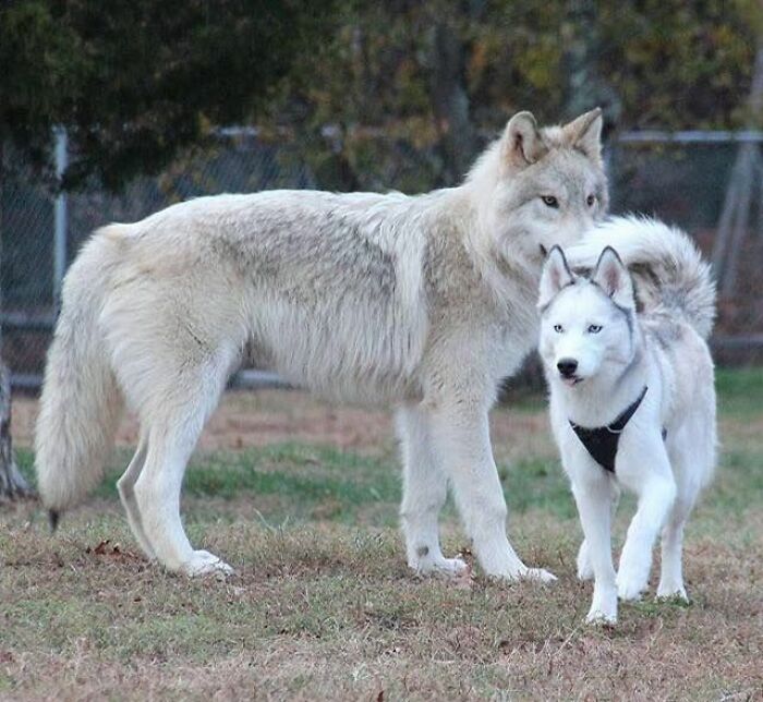 Lobo junto a un Husky, para comparar