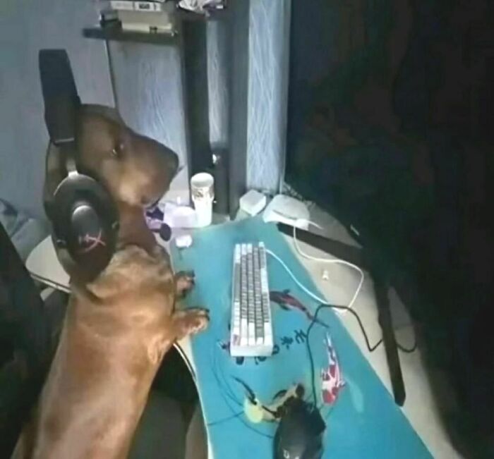 50 Of The Most Cursed Images For People Who Have A Higher Tolerance For Bizarreness (New Pics)