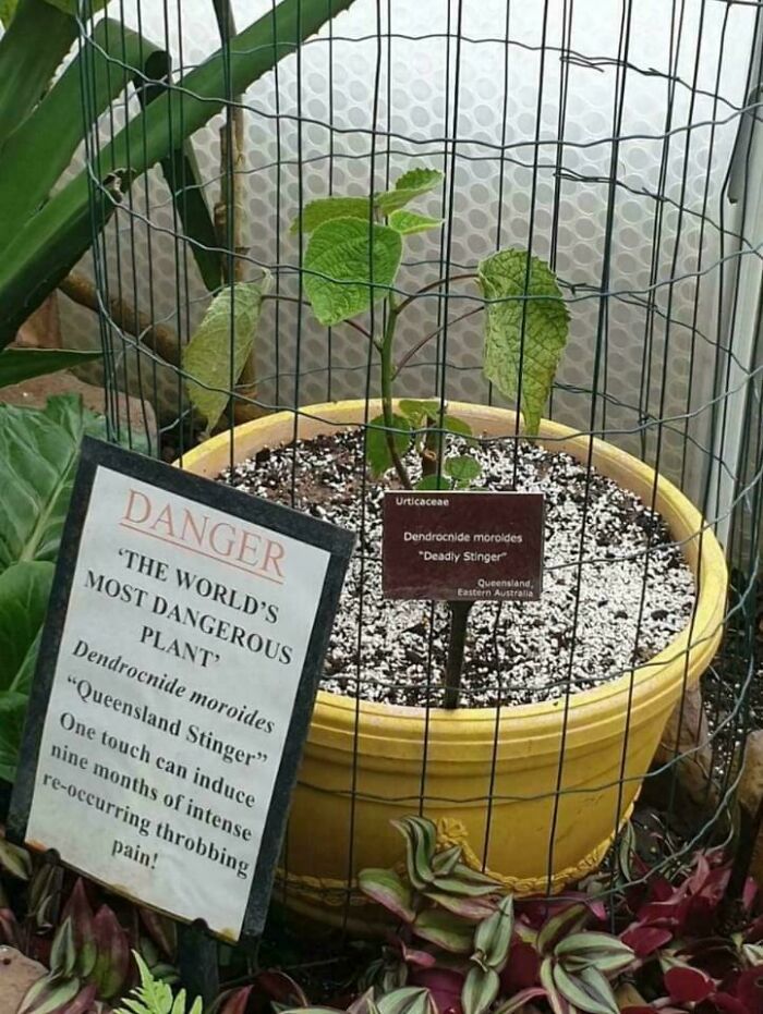 Solo en Australia: ¡¡Una planta que puede causar fuertes dolores durante más de un año!!