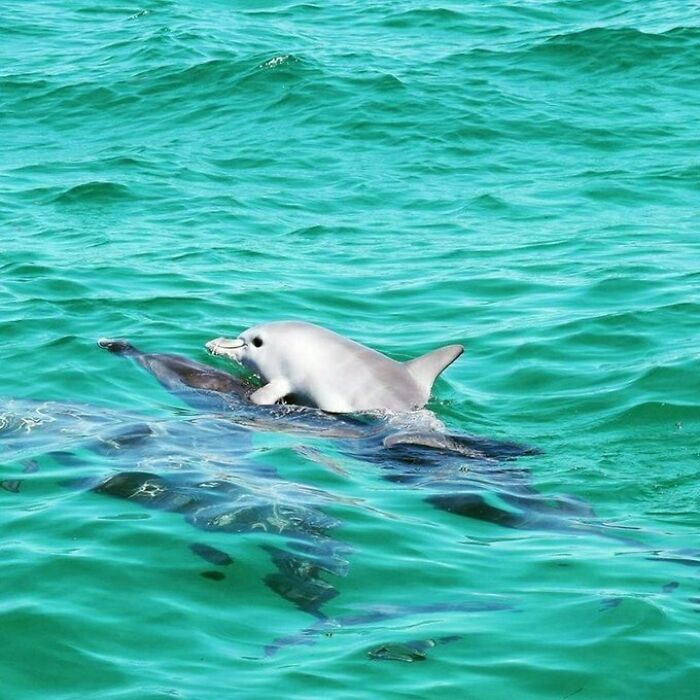 Un delfín recién nacido a lomos de su madre en Penguin Island, cerca de Perth, en la costa de Australia Occidental - Foto de Mandy Wilson
