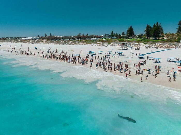 Los bañistas esperan a que Trevor (un simpático tiburón tigre local) termine su turno en la playa de Mullaloo, en Australia Occidental, antes de volver a entrar.
