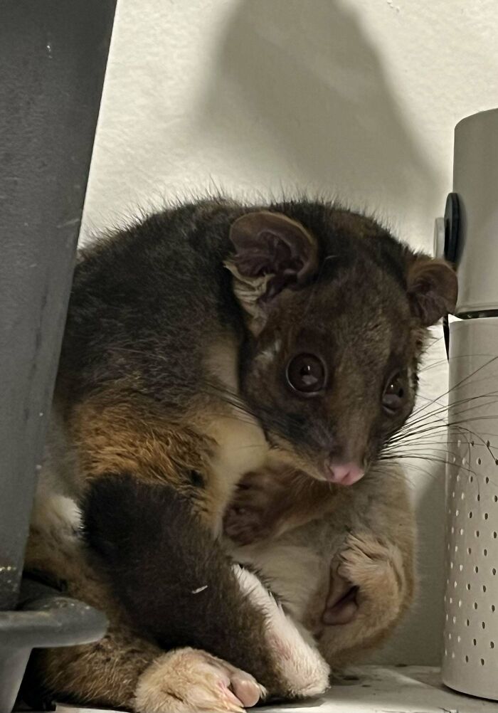 Esta zarigüeya de cola anillada (Australia) se ha mudado a mi casa