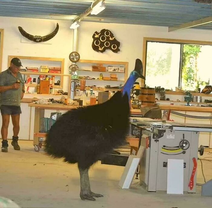 Un casuario de Queensland (Australia) llamado Romper Stomper