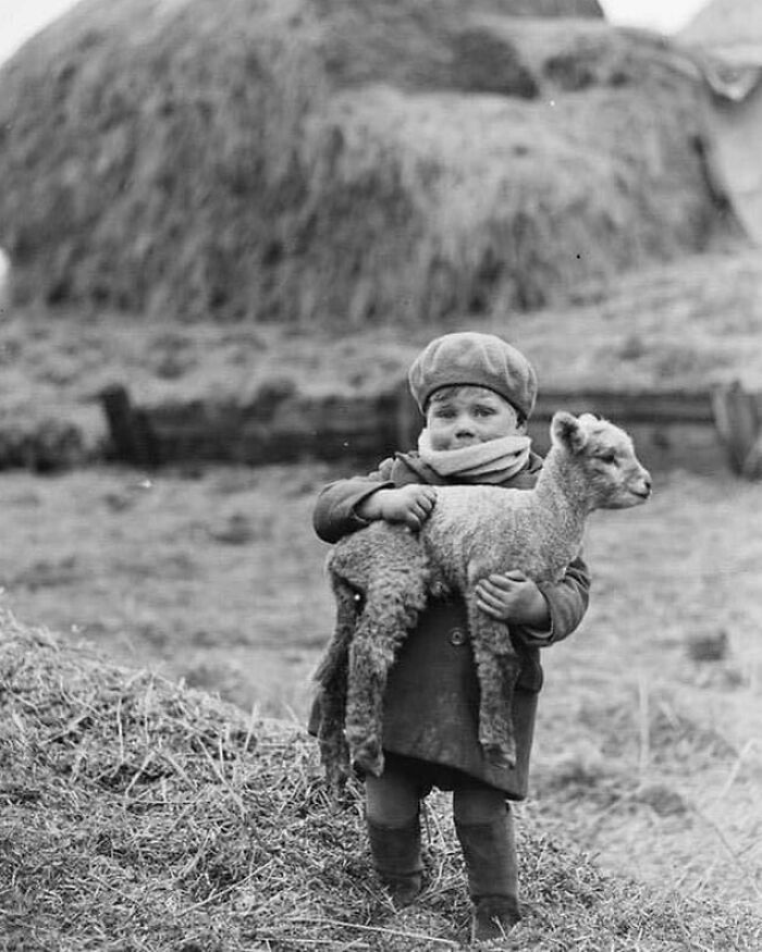 Fotografía de un niño con un cordero recién nacido, en Escocia, 1932