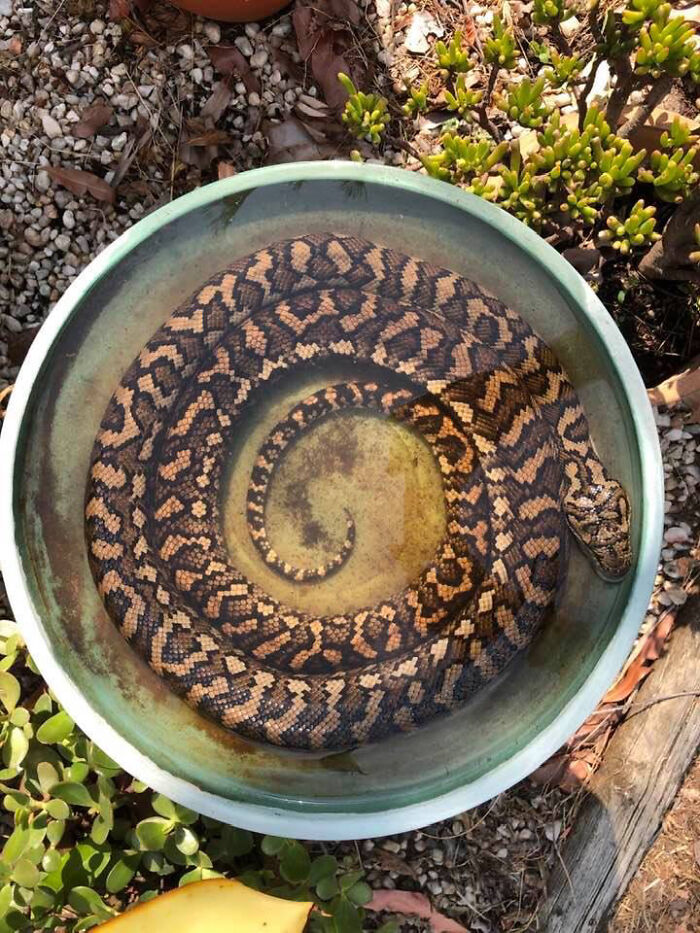 Hace tanto calor aquí en Australia en este momento, y me preguntaba por qué los pájaros no estaban usando nuestro baño para pájaros.