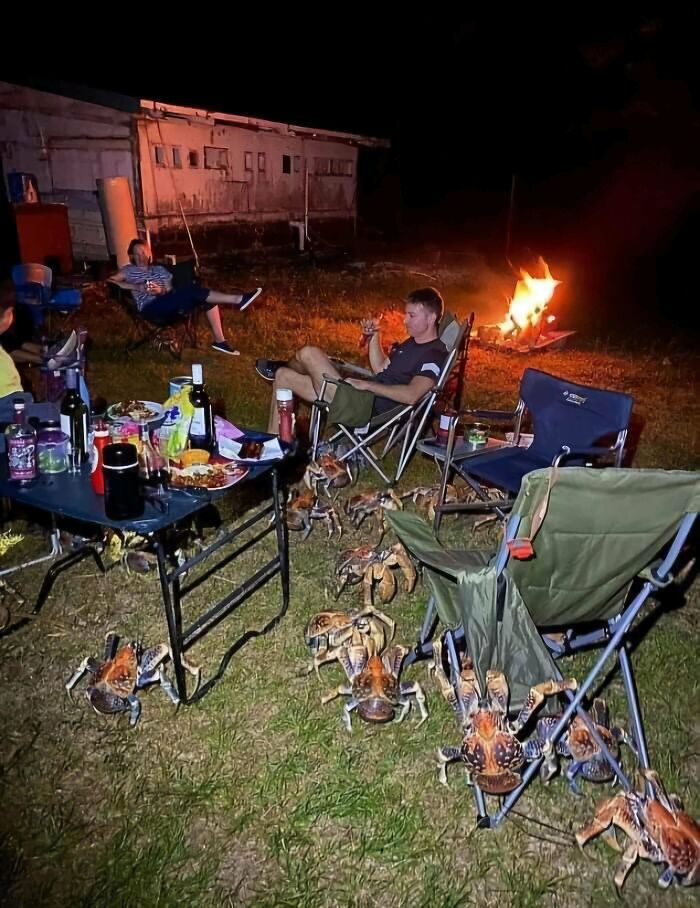 Una banda de cangrejos ladrones invade un picnic familiar en Australia