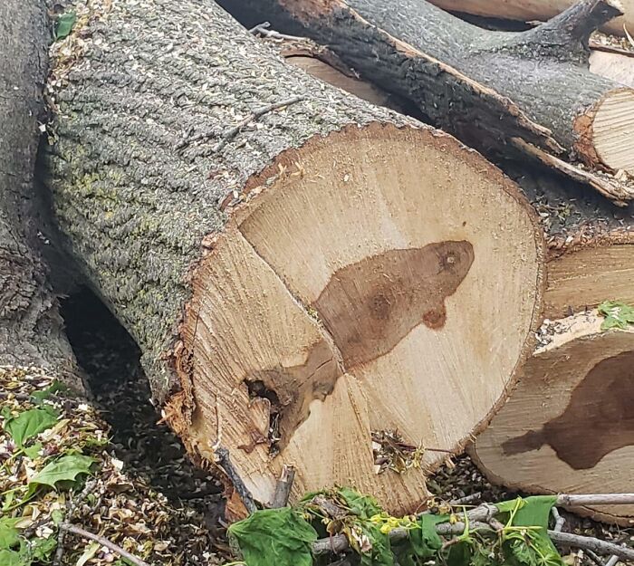 El interior de este árbol parece un pez