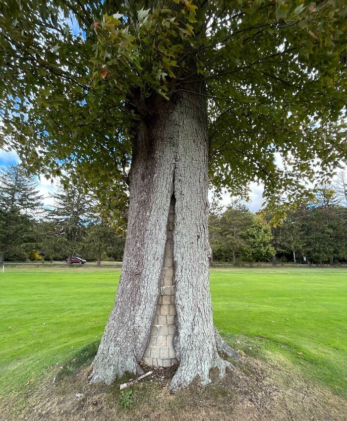 Este árbol con ladrillos dentro