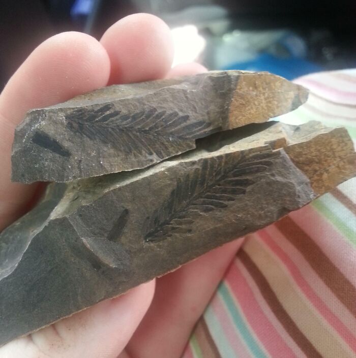 Encontré una roca rota en mi césped, así que la partí y encontré esto dentro.