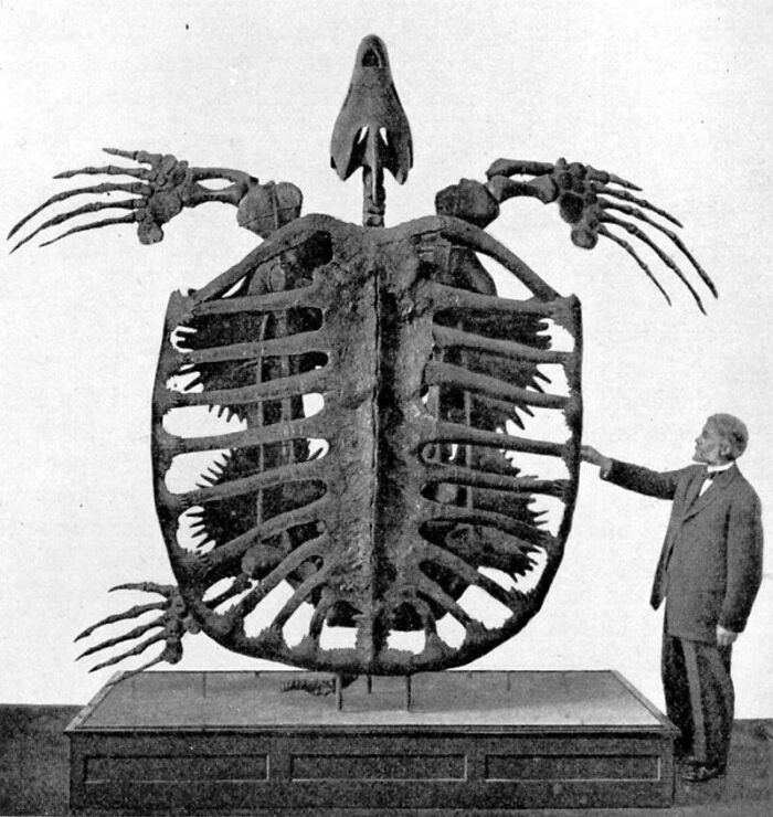 Hombre junto a esqueleto gigante de tortuga mostrando el tamaño extremadamente grande y aterrador de la criatura.