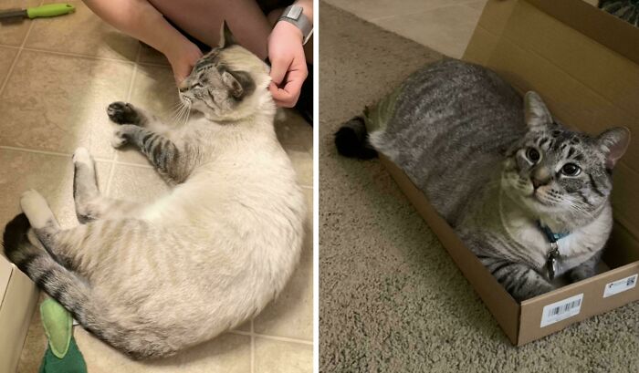 Adoptamos al gato hace un año, y su pelaje se ha oscurecido mucho en ese tiempo