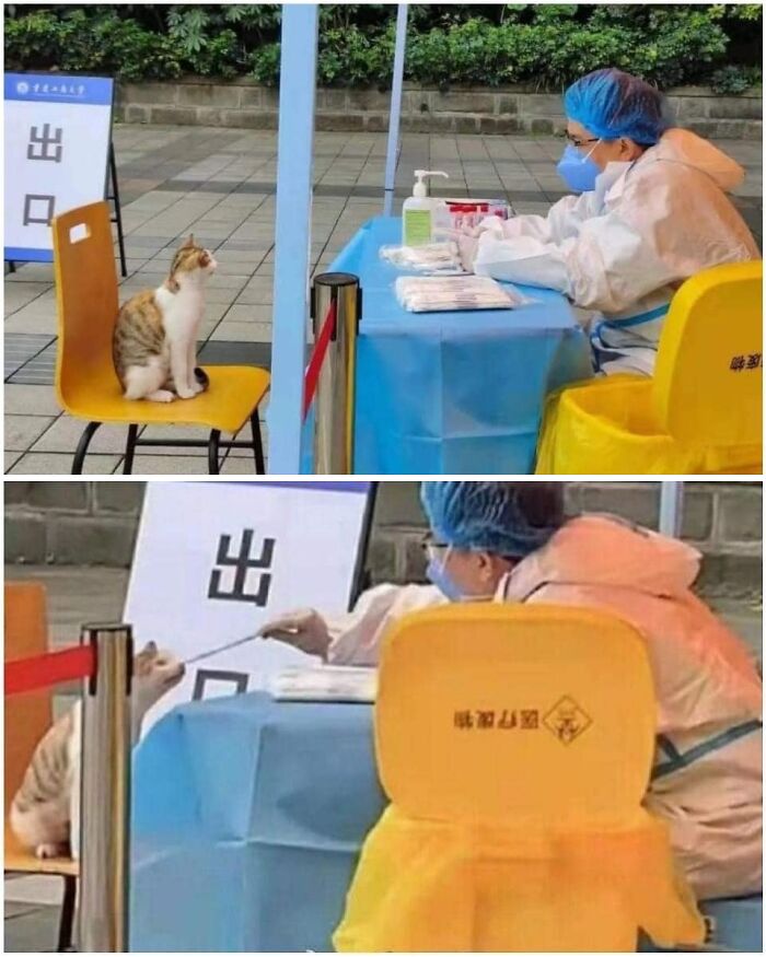 50 Times Animals Were So Randomly Funny, People Just Had To Take A Picture Of Them (New Pics)