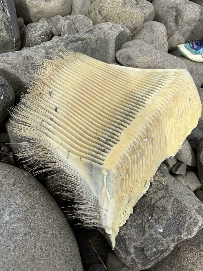 He encontrado barbas de ballena en la playa